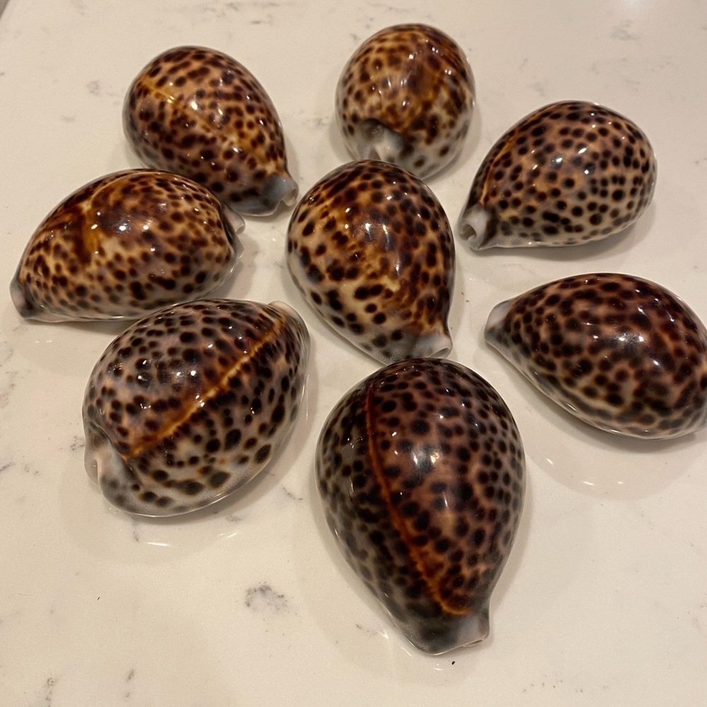 Cypraea Tigris Schilderiana, Beautiful Dark Color, Hawaiian  Shells. Lot of 8